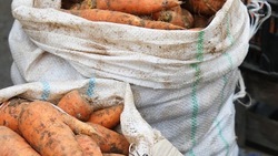 Овощеводы Ставрополья убрали почти 11 тыс. тонн моркови
