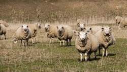 Замминистра сельского хозяйства Ставрополья посетил овцеводческие колхозы Степновского округа