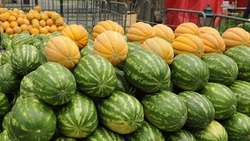 Бахчевые собрали с 75% ставропольских полей