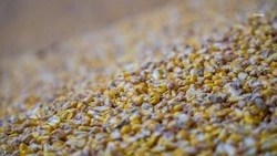 Степновский входит в число округов-лидеров региона по урожайности кукурузы