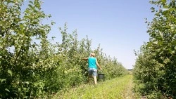 На Ставрополье ежегодно наращивают площади садовых насаждений