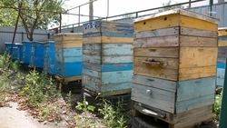 Пчеловод из Степновского округа расширил пасеку благодаря соцконтракту