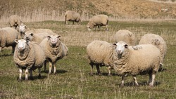 Животноводы Степновского округа завершили кампанию по осеменению овец