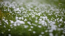 Сев масличного льна завершили на Ставрополье