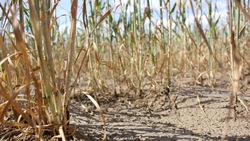 Режим ЧС ввели в Степновском и Курском округах для помощи аграриям в связи с засухой