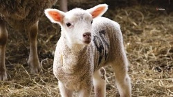 Более 3 тыс. ягнят родились на ферме Степновского округа