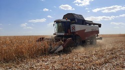 Ставрополье входит в топ-10 регионов по посевам кукурузы
