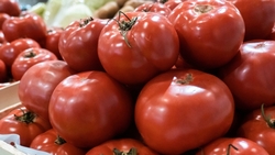 На Ставрополье произведено 82,5 тыс. тонн овощной продукции за 2021 год