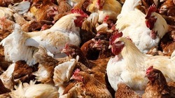 Ставрополье направило в Сингапур более 50 тонн мяса птицы 