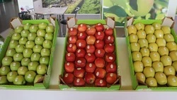 На Ставрополье утвердили стратегию развития садоводства до 2030 года