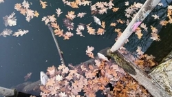 Гибель рыбы в «Холодных родниках» на Ташле взволновала жителей Ставрополя