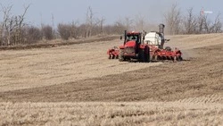 Аграрии Степновского округа в лидерах по севу гороха на Ставрополье 