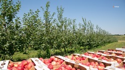 Ставропольские садоводы собрали более 320 тонн яблок ранних сортов