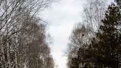 На Ставрополье восстановят 4 тыс. га лесополос 