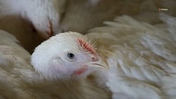 Развивать личное подсобное хозяйство жительнице Кировского округа помогает господдержка