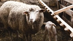 Окотная кампания стартовала в Степновском округе