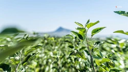 Ставрополье планируют закупить отечественную мелиоративную технику