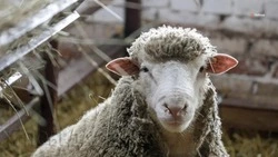 Экспорт продукции животноводства расширят на Ставрополье 