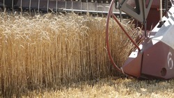 Уборка зерновых стартовала в Степновском округе