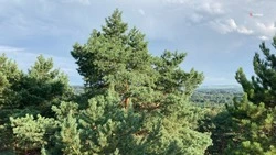 В Степновском округе заложили 30 соток леса