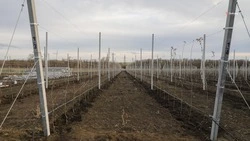 Общие площади ставропольских суперинтенсивных садов достигают 1,5 тыс. га