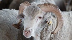 2,2 тыс. тонн шерсти настригли на Ставрополье