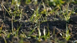 Озимые взошли на 1,9 млн га ставропольских полей